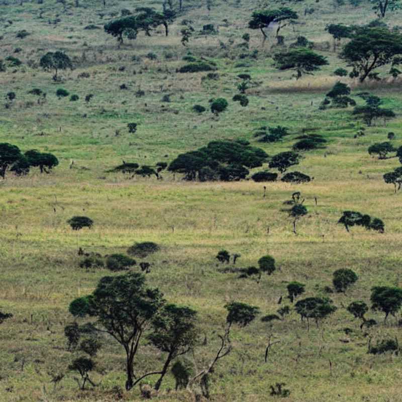 Nyika Plateau: Malawi's Untamed Beauty – A Safe Adventure Awaits!<h3>Exploring Nyika Plateau Safely: Tips for a Worry-Free Malawian Adventure</h3><h3>Nyika Plateau: Wildlife Wonders and Safe Trekking in Malawi</h3><h3>The Magic of Malawi's Nyika Plateau: Adventure & Safety Hand-in-Hand</h3><h3>Safe Travels on the Nyika Plateau: Myths, Realities, and Remarkable Encounters</h3><h3>Unveiling Nyika Plateau's Secrets: A Safe and Memorable Journey Through Malawi</h3><h3>Beyond the Big Five: A Safe and Insightful Journey to Malawi's Nyika Plateau</h3>