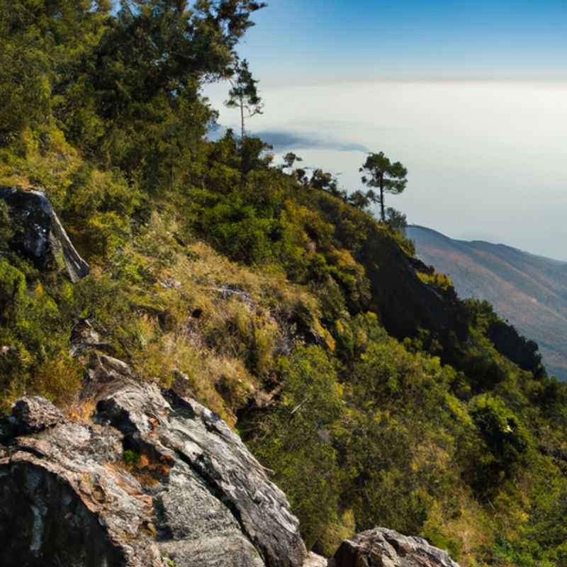 A Winter's Tale: Trekking Through Tea Plantations in Mount Mulanje, Malawi