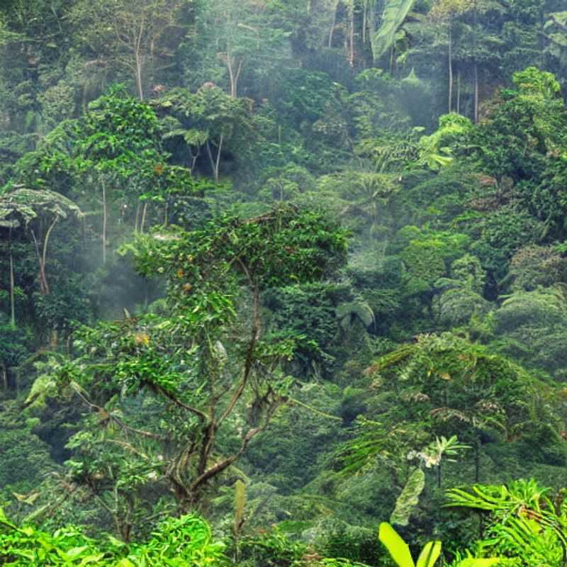 Exploring Nyungwe Forest: Your Safe & Smooth Journey<h3>Nyungwe National Park: Transportation Tips for a Worry-Free Adventure</h3><h3>Rwanda's Nyungwe Forest: Reliable Transport & Safety First!</h3><h3>Reach Nyungwe Safely: A Guide to Transport & Peace of Mind</h3><h3>Discovering Nyungwe: Transportation Options & Safety Precautions</h3><h3>Your Nyungwe Adventure: Safe Travel & Easy Transportation</h3><h3>Nyungwe Forest National Park: Getting There Safely and Comfortably</h3><h3>Unlocking Nyungwe: Safe and Simple Transport for Your Rwandan Escape</h3><h3>Navigate Nyungwe with Confidence: A Guide to Safe & Reliable Transportation</h3><h3>Nyungwe Forest: Travel Smart, Travel Safe, Travel Happy!</h3>