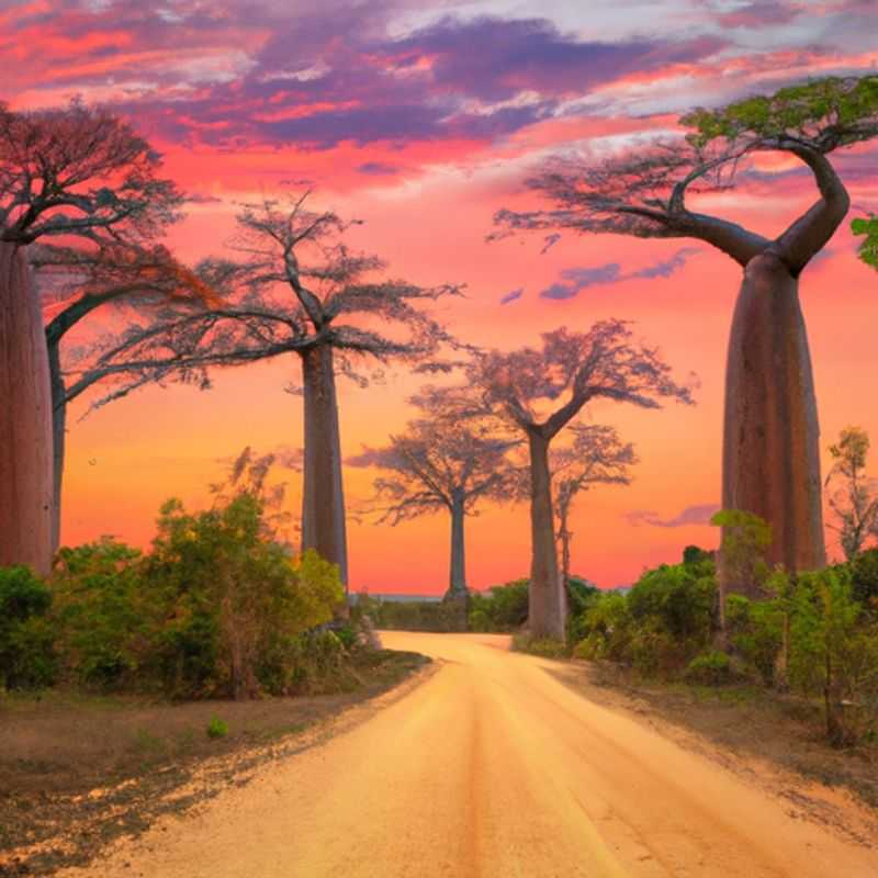 Kirindy's Spring Symphony: A Chorus of Wildlife in Madagascar's Hidden Gem