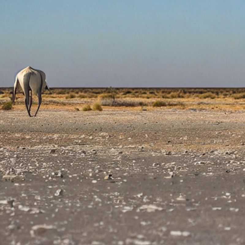 Etosha in Summer&#58; Beat the Tourist Rush (and the Heat!) &#45; A Namibian Adventure<h3>Etosha National Park's Summer Secret&#58; Fewer Crowds&#44; More Wildlife?</h3><h3>Sun&#44; Sand&#44; and Serenity&#58; Is Etosha National Park a Summer Escape Worth the Heat?</h3><h3>Namibia's Etosha in Summer&#58; A Myth&#45;Busting Guide for Adventurous Souls</h3><h3>Dodging the Tourist Deluge&#58; A Summer Safari in Etosha National Park</h3><h3>Etosha's Summer Solstice&#58; Unveiling the Park's Hidden Wonders (and Staying Safe)</h3><h3>Brave the Heat&#44; Discover the Beauty&#58; A Summer Journey to Etosha National Park</h3><h3>Etosha National Park Summertime&#58;  Less Crowds&#44; More Adventures (and How to Stay Cool!)</h3>