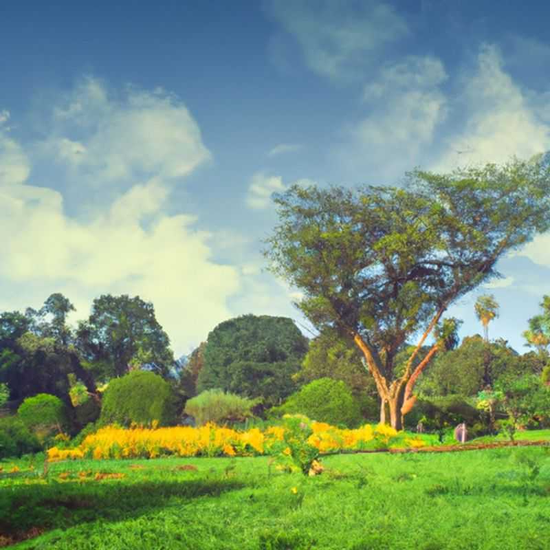 Découvrir les Merveilles Ornithologiques du Jardin Botanique d'Entebbe, Ouganda