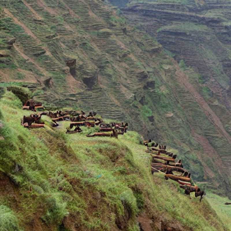 Conquering the Simien Mountains: A Guide to Safe Transport & Thrilling Trails (Spoiler Alert: No Flying Llamas!)<h3>Simien Survival Guide: Navigating Ethiopia's Roof with Your Bones Intact (and Your Sanity)</h3><h3>Ethiopian Adventures: Decoding the Simien's Transport Mysteries (and Avoiding Those "Legend-ary" Cliff Edges)</h3><h3>From Donkey Trails to 4x4s: A Humorous History of Simien Mountain Transportation (and Why You Should Choose the Latter!)</h3><h3>Simien Safety Secrets: Unlocking the Mysteries of Safe Travel in Ethiopia's Majestic Mountains</h3><h3>Simien Mountains: Transportation Tips & Tricks for the Adventurous (and the Slightly Paranoid)</h3><h3>The Simien Transport Enigma: Solving the Puzzle of Safe & Reliable Journeys (with a Dash of Ethiopian Folklore)</h3><h3>Navigating the Simien: A Practical Guide to Safe Travel & Avoiding Those "Mythical" Mishaps</h3><h3>Beyond the Trails: A Scientific & Sensational Look at Simien's Transportation Infrastructure (and Where NOT to Park Your Camel)</h3>