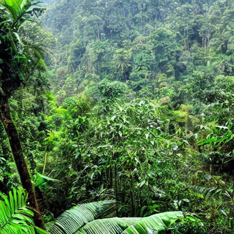Bwindi's Beauty & the Beast: Weathering the Storm Safely on Your Ugandan Adventure<h3>Exploring Bwindi Impenetrable Forest: A Guide to Safe Travel During Extreme Weather</h3><h3>Bwindi Bound: Practical Precautions for Natural Disasters & Extreme Weather</h3><h3>Stay Safe & Explore: Essential Tips for Navigating Bwindi's Weather</h3><h3>Your Bwindi Adventure: Preparing for Unexpected Weather & Staying Safe</h3><h3>Bwindi's Wild Side: Practical Safety Tips for Extreme Weather & Natural Disasters</h3><h3>Uganda's Bwindi Forest: Enjoying the Journey, Prioritizing Safety in Any Weather</h3><h3>Unveiling Bwindi's Secrets: Travel Smart, Stay Safe in All Conditions</h3><h3>Gorilla Trekking & Beyond: Weathering the Storm Safely in Bwindi</h3><h3>Bwindi Impenetrable Forest: A Safe & Enjoyable Trip, Regardless of the Weather</h3>