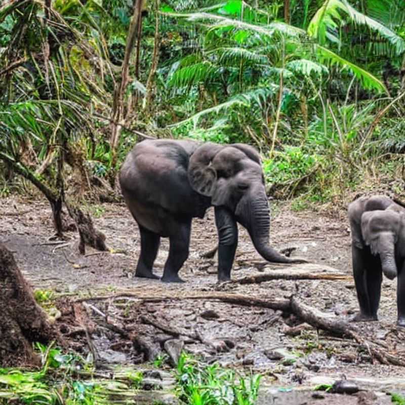 Loango's Secrets&#58; Navigating Gabon's National Park with Respect and Safety<h3>Beyond the Gorillas&#58; A Guide to Loango's Local Laws &#38; Customs (and Staying Safe!)</h3><h3>Loango National Park Adventure&#58;  Respecting the Rules&#44; Embracing the Culture</h3><h3>A Safari with a Smile&#58;  Understanding Local Laws and Safety in Gabon's Loango</h3><h3>Exploring Loango Safely&#58;  Cultural Sensitivity &#38; Smart Travel Practices</h3><h3>Loango's Wildlife &#38; Wisdom&#58;  A Traveler's Guide to Responsible Exploration</h3><h3>Gabon's Hidden Gem&#58;  Your Safe &#38; Respectful Journey Through Loango National Park</h3><h3>From Beaches to Bush&#58;  Safety First in Loango National Park&#44; Gabon</h3><h3>Unveiling Loango&#58;  Adventure&#44; Respect&#44; and Safety in Gabon</h3><h3>Loango's Call&#58;  A Journey of Discovery with Safety &#38; Cultural Awareness</h3>