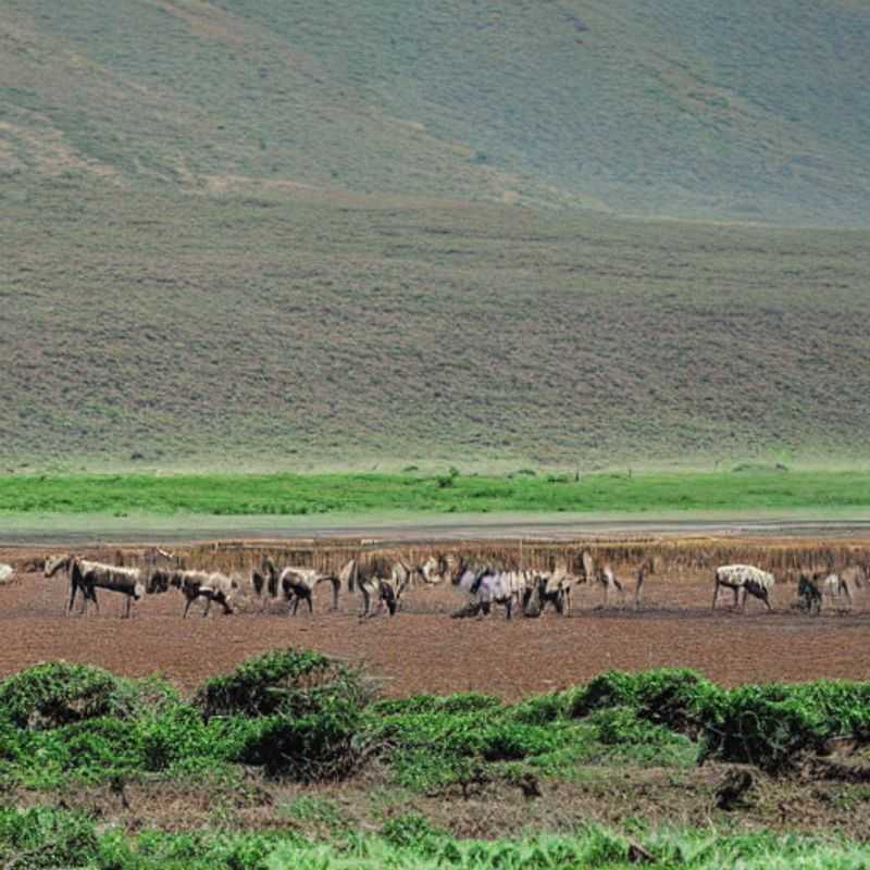 Unlocking the Wonders of Ngorongoro Crater: Navigating Culture, Language, and Safety<h3>Ngorongoro's Embrace: A Cultural Journey Through Language and Landscape</h3><h3>Tanzania's Hidden Gems: Cultural Sensitivity and Safe Travels in the Ngorongoro Crater</h3><h3>My Ngorongoro Adventure: Overcoming Language Barriers and Ensuring a Safe Trip</h3><h3>Safely Exploring the Ngorongoro Crater: Cultural Insights and Practical Tips</h3><h3>Beyond the Crater Rim: A Tanzanian Adventure Focused on Safety and Cultural Respect</h3><h3>Ngorongoro's Heart: A Guide to Safe and Culturally Sensitive Travel</h3><h3>From Maasai Greetings to Crater Views: A Personal Journey of Cultural Understanding and Safe Exploration</h3><h3>Navigating Ngorongoro: A Blend of Cultural Immersion and Safety Precautions</h3><h3>The Soul of Tanzania: Cultural Encounters and Safety Strategies in the Ngorongoro Crater</h3>
