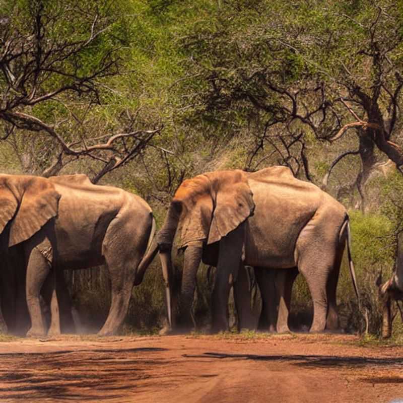 Kruger's Call: Navigating Travel Advisories & Staying Safe on Safari<h3>Beyond the Headlines: Decoding Government Travel Warnings for Kruger National Park</h3><h3>A Safari-Goer's Guide to Smart Travel: Kruger National Park Safety Tips</h3><h3>Smiling While Staying Safe: Your Practical Guide to Kruger National Park's Travel Advisories</h3><h3>Kruger's Secrets & Safety: A Local's Perspective on Responsible Adventure</h3><h3>Adventure Awaits, But Safety First: Understanding & Heeding Kruger Travel Alerts</h3><h3>The Human Safari: Kruger National Park - Respecting Cultures and Ensuring Safety</h3><h3>Exploring Kruger Responsibly: Balancing Adventure with Safety Best Practices</h3><h3>From Travel Advisories to Triumphant Trips: Your Safe & Engaging Kruger Adventure</h3><h3>Kruger National Park: Your Journey to Wildlife Wonder, Safely and Securely</h3>