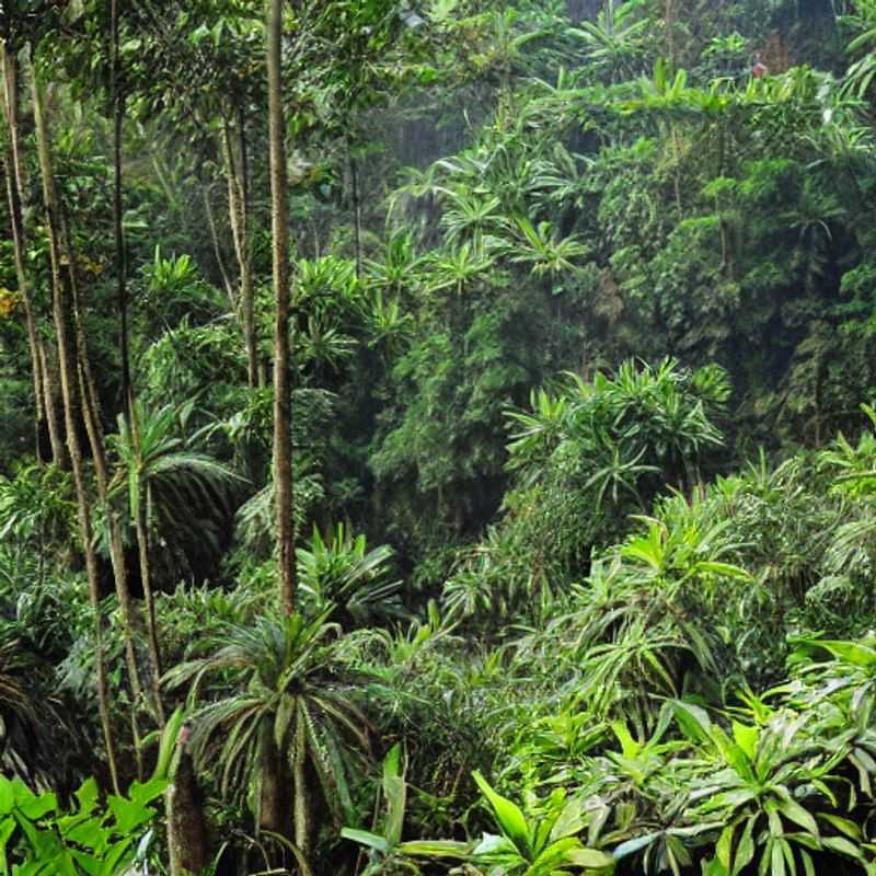 Nyungwe's Summer Bounty&#58; A Feast for the Senses (and Your Stomach!)<h3>Is Nyungwe Forest National Park the Perfect Summer Escape? A Culinary Adventure Awaits!</h3><h3>Rwanda's Summer Surprise&#58; Seasonal Delights in Nyungwe Forest National Park</h3><h3>Beyond the Gorillas&#58; Discovering Nyungwe's Summer Cuisine and Seasonal Produce</h3><h3>Sun&#44; Spice&#44; and Scenic Views&#58; Your Summer Culinary Journey in Nyungwe National Park</h3><h3>Nyungwe National Park in Summer&#58; More Than Just a Holiday&#44; a Gastronomic Expedition!</h3>