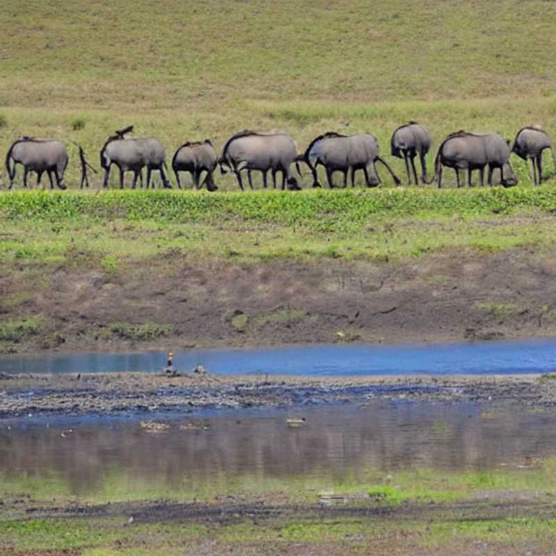 Ngorongoro Crater's Instagrammable Hot Spots: Sun's Out, Safety's Out! (A Budget Traveler's Guide to Avoiding Heatstroke)<h3>Luxury on a Shoestring? Beating the Heat in Ngorongoro Crater for the Perfect Social Media Shot</h3><h3>Sun, Safari, and Social Media: A Budget Traveler's Guide to Safe & Stylish Ngorongoro Selfies (Heatstroke Edition!)</h3><h3>Ngorongoro Crater: Chasing the 'Gram and Avoiding the Sun's Wrath (A Budget-Friendly Adventure)</h3><h3>The Myth of the Sun-Kissed Selfie: Budget Travel & Sun Safety in Ngorongoro Crater's Luxury Spots</h3><h3>Ngorongoro's Hidden Gems: Luxury Views on a Budget, Plus Sun Safety Tips That'll Save Your Skin (and Your Trip!)</h3>