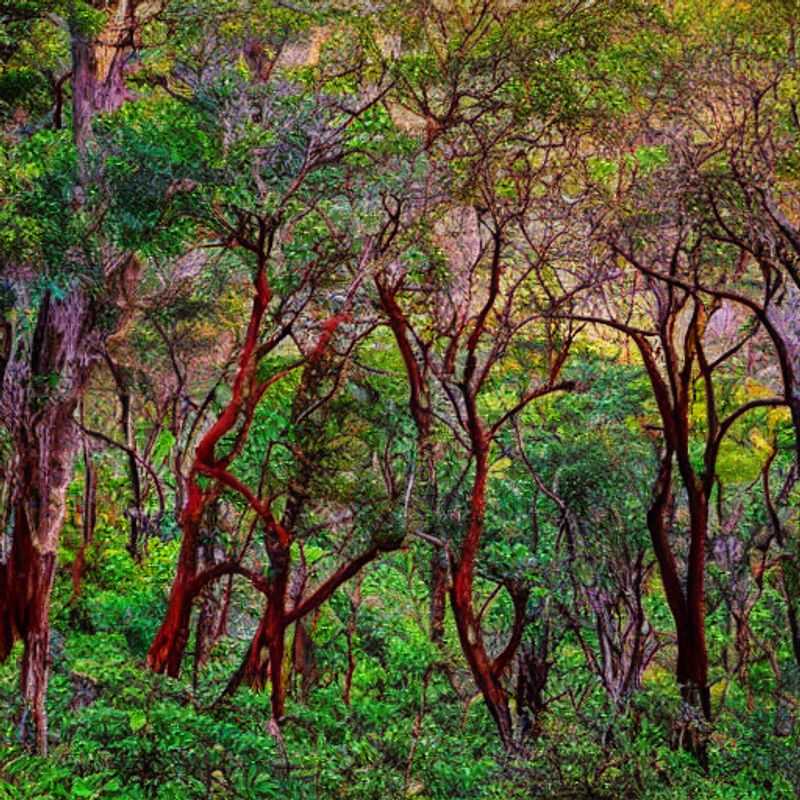 Paysage spectaculaire du Parc National de l'Isalo, Madagascar, sous le soleil d'été, invitant à l'aventure et à la découverte de ses merveilles naturelles. Un avant-goût des vacances estivales possibles !