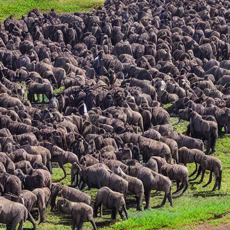 Ngorongoro's Instagrammable Oasis: Luxury on a Budget? (Spoiler: It's Hot!)<h3>Sweating in Style: Finding Budget-Luxury in Ngorongoro's Scorching Heart</h3><h3>Ngorongoro Crater: Beating the Heat (and the Budget) for the Perfect Social Media Shot</h3><h3>Luxury on a Shoestring: Surviving (and Thriving!) in Ngorongoro's High-Temp Haven</h3><h3>Chasing the 'Gram in Ngorongoro: A Budget Traveler's Guide to Heat, Humidity, and Hidden Gems</h3><h3>Ngorongoro's Sun-Kissed Secrets: Affordable Luxury and Insta-Worthy Views (Without Melting!)</h3><h3>High Temperatures, High Style, Low Budget: Ngorongoro's Surprisingly Affordable Luxury</h3><h3>The Myth of Ngorongoro's Expensive Luxury: Budget Travel Hacks for the Perfect Instagram</h3><h3>From Safari to Selfie: A Budget-Conscious Guide to Ngorongoro's Best Photo Ops (and Staying Cool!)</h3><h3>Ngorongoro Crater's Hidden Treasure: Luxury Travel on a Budget, Plus Tips to Beat the Heat</h3>