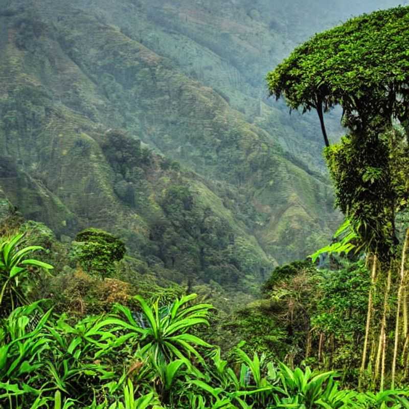 Nyungwe Forest: A Summer Romance Amongst the Changing Leaves<h3>Rwanda's Nyungwe: Is it a Summer Holiday Paradise? (My Expert Opinion)</h3><h3>Sun-Kissed Canopy & Cool Adventures: Your Nyungwe Forest Summer Escape</h3><h3>Nyungwe National Park in Summer: Unveiling the Magic (A Personal Journey)</h3><h3>Beyond the Chimpanzees: A Summer Sojourn in Rwanda's Nyungwe Forest</h3><h3>Summer in Nyungwe: A Breathtaking Tapestry of Nature's Hues</h3><h3>Planning Your Safe & Romantic Nyungwe Summer Getaway: Tips from an Expert</h3><h3>My Nyungwe Summer Adventure: Fall Foliage, Chimpanzees, and Unexpected Delights</h3>