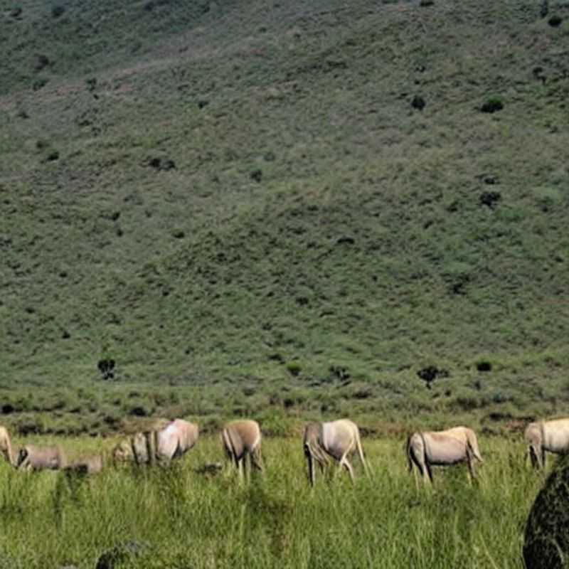 Cratera de Ngorongoro no Verão&#58; Aventura Segura e Sol Radiante!<h3>Ngorongoro no Verão&#58; Sol&#44; Safári e Histórias Inesquecíveis (Sem Riscos!)</h3><h3>Safari de Verão em Ngorongoro&#58; Um Paraíso para os Olhos e para a Alma</h3><h3>Atividades ao Ar Livre na Cratera de Ngorongoro&#58; O Calor Vale a Pena?</h3><h3>Ngorongoro no Verão&#58; Sim ou Não? Descubra o Que te Espera!</h3><h3>Descubra a Magia de Ngorongoro no Verão&#58; Um Roteiro Seguro e Empolgante</h3><h3>A Cratera de Ngorongoro no Verão&#58; Um Refúgio para Aventuras Responsáveis</h3><h3>Verão em Ngorongoro&#58; Mais do que um Safari&#44; uma Imersão Cultural</h3><h3>Ngorongoro e o Verão&#58; Combinando Aventura&#44; Segurança e Conhecimento</h3><h3>O Calor de Ngorongoro no Verão&#58; Uma Experiência Única e Segura</h3>