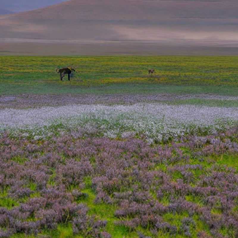 A vista espetacular da Cratera de Ngorongoro, Tanzânia, pulsando vida sob o sol de verão – um paraíso selvagem revelando-se em toda sua glória, perfeito para suas férias de verão? Descubra!