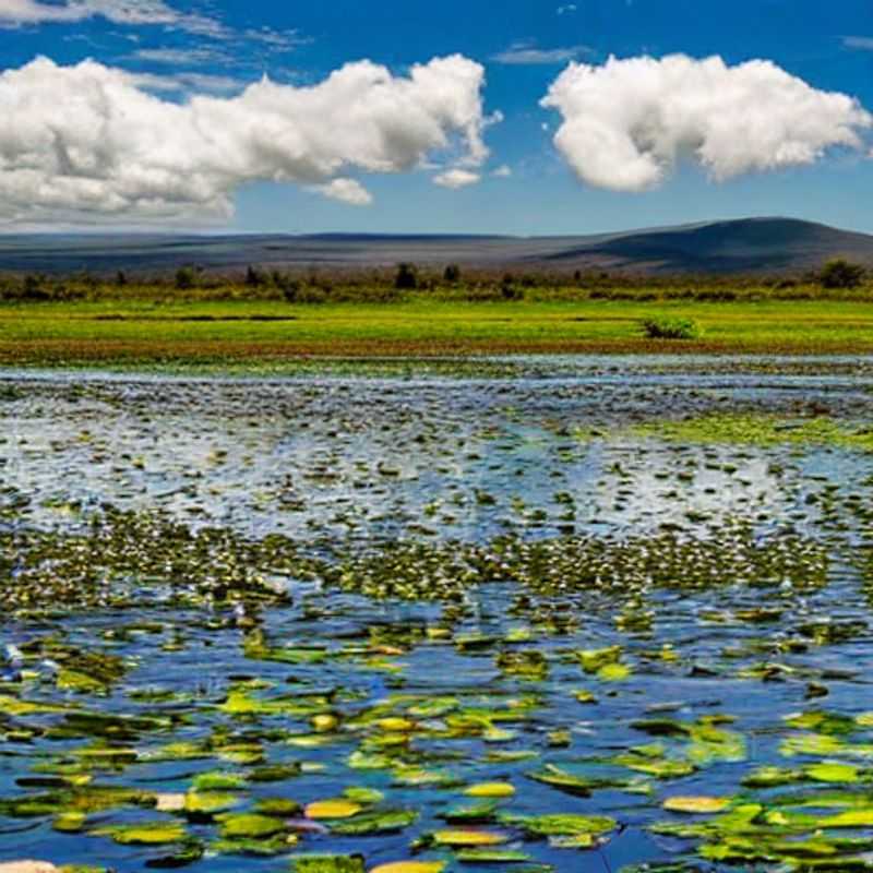 ¿Es el Lago Nakuru&#44; Kenia&#44; ideal para unas vacaciones de verano? Un ritmo más lento y relajado te espera<h3>El Lago Nakuru en verano&#58; Un paraíso de flamencos y serenidad (con consejos para un viaje seguro)</h3><h3>Vacaciones de verano en el Lago Nakuru&#58; Mi experiencia inolvidable y consejos para tu viaje</h3><h3>Descubre la magia del Lago Nakuru en verano&#58; Un viaje a través de la belleza africana</h3><h3>Lago Nakuru&#44; Kenia&#58;  Un verano de aventura&#44; naturaleza y relax (con mis tips de viaje)</h3><h3>El Lago Nakuru en verano&#58; Un escape tranquilo y seguro en el corazón de Africa</h3>