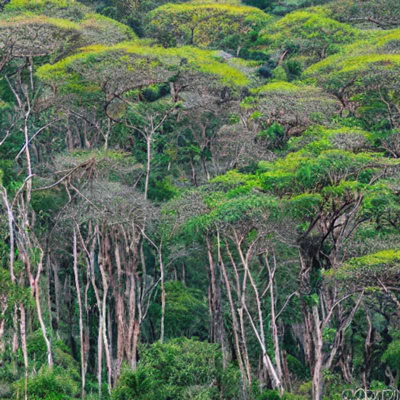 Paysage spectaculaire du Parc National de l'Isalo à Madagascar, avec ses formations rocheuses uniques sous le soleil estival, illustrant le potentiel d'une aventure inoubliable pendant les vacances d'été.