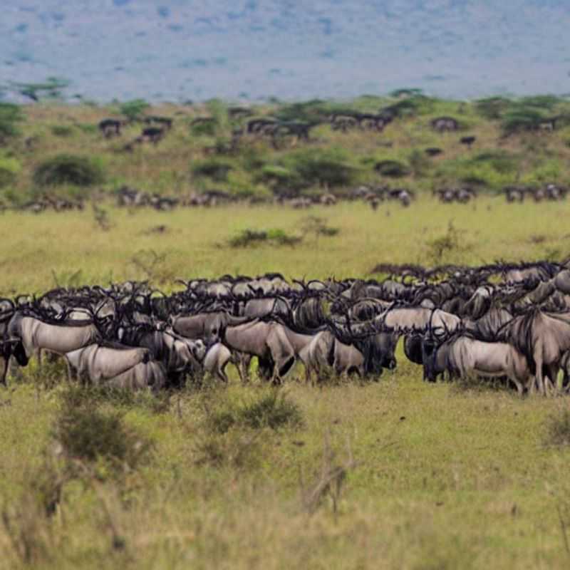 Chasing Wildebeest & Likes: Instagrammable Luxury in the Serengeti (Last-Minute Edition!)<h3>Snap Happy Safari: Luxury Lodges with the Best Views of the Great Migration (for the Impatient Instagrammer)</h3><h3>Million-Dollar Views, Last-Minute Bookings: Kenya & Tanzania's Most Instagrammable Migration Hotspots</h3><h3>From Maasai Mara to Instagram Fame: A Last-Minute Luxury Safari for the Visually Driven</h3><h3>Serengeti Selfies: Balancing Luxury, Wildlife, & Epic Insta-Content (Even if you booked yesterday!)</h3><h3>Epic Migration, Epic Photos: A Last-Minute Guide to Luxury Lodges with Unbelievable Instagrammability</h3><h3>Luxury on the Hoof: Finding the Perfect Instagrammable Spot During the Wildebeest Migration (No Planning Required!)</h3><h3>Beyond the #wanderlust: Unlocking the Secrets of Instagram-Perfect Safari Photography in Kenya & Tanzania (for the Super-Last-Minute Traveler)</h3><h3>The Wildebeest Migration: Luxury Safaris & Social Media Success (Even if your planning skills are…rustic)</h3>