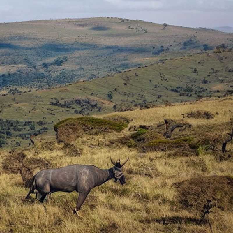 Réduire les risques de perturbation des voyages par des conditions météorologiques extrêmes : le plateau Nyika au Malawi est-il une bonne destination pour les vacances d’été ?<h3>Nyika Plateau, Malawi : Échapper à la chaleur estivale tout en explorant en toute sécurité</h3><h3>Vacances d’été au Malawi : Conseils pratiques pour éviter les pièges à touristes et profiter pleinement du plateau Nyika</h3><h3>Voyage responsable au plateau Nyika : Explorer la beauté du Malawi tout en minimisant l’impact environnemental</h3><h3>Le plateau Nyika et les conditions météorologiques estivales : Un guide pour des vacances sereines et authentiques</h3><h3>Explorer le plateau Nyika en été : Conseils d’un expert pour un voyage sûr et économique</h3><h3>Climat estival au Malawi : Optimiser son voyage sur le plateau Nyika grâce à une planification minutieuse</h3><h3>Découvrir le plateau Nyika hors des sentiers battus : Immersion culturelle et respect de l’environnement</h3><h3>Histoire et culture du plateau Nyika : Un voyage enrichissant au cœur du Malawi</h3><h3>Conseils d’un guide local : Profiter pleinement du plateau Nyika en toute sécurité pendant l’été</h3>