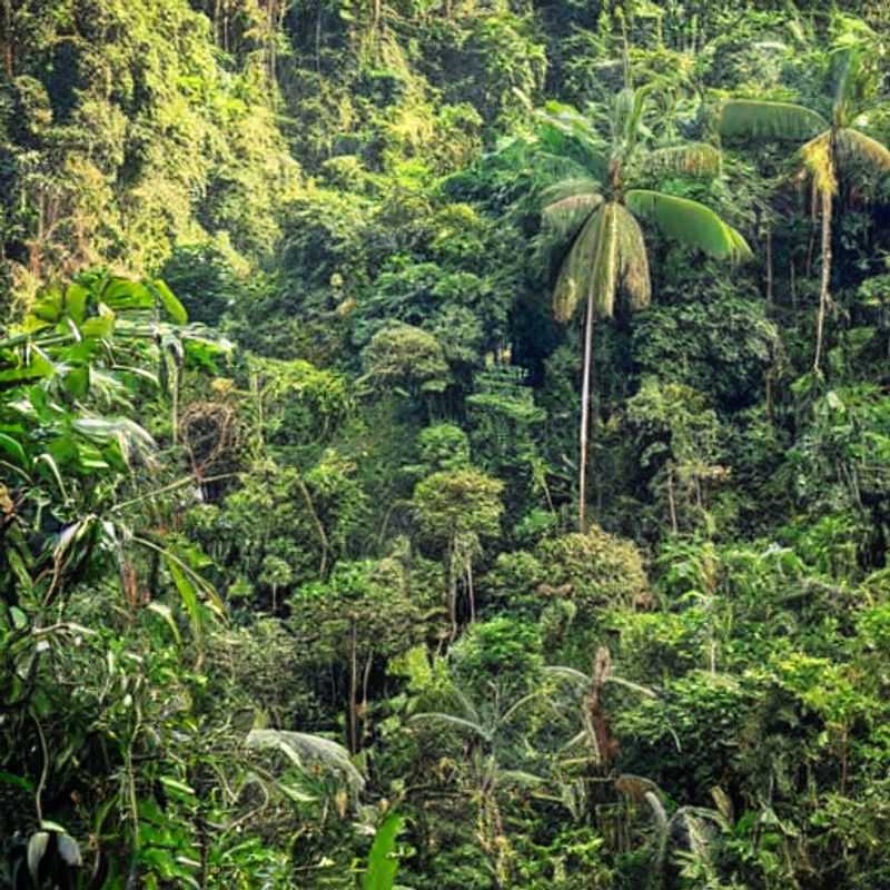 Bwindi Impénétrable : Vacances d'été idéales ? Activités de plein air et événements<h3>Bwindi en été : Activités en pleine nature et événements à ne pas manquer</h3><h3>Forêt de Bwindi Impénétrable : Un été riche en aventures ? Activités et événements</h3><h3>Explorer Bwindi en été : Conseils pratiques pour des activités en plein air mémorables</h3><h3>Vacances d'été à Bwindi : Au cœur de la nature, entre activités et événements</h3><h3>Bwindi Impénétrable : Que faire en été ? Guide des activités et événements</h3><h3>Bwindi : Un été inoubliable au cœur de la forêt, activités et événements</h3><h3>Activités et événements à Bwindi pendant l'été : Un guide pour voyageurs avisés</h3><h3>Été en Ouganda : Bwindi Impénétrable, un paradis d'activités en plein air</h3><h3>Bwindi Impénétrable : Votre été africain, riche en activités et découvertes culturelles</h3>