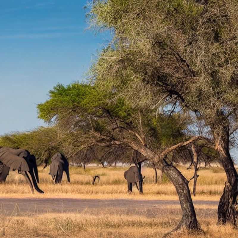 Roma no Verão: Um Encanto de Festivais e Eventos Culturais!<h3>Chobe no Verão: Um Paraíso para Férias Ensolaradas em Botswana?</h3>