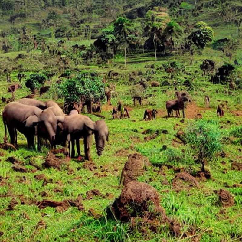 Monte Elgon: Esquiar no Uganda? Uma Aventura Invernal Inesperada (e Sim, Ideal para o Verão!)<h3>A Neve de Elgon: Surpreenda-se com Atividades de Inverno em seu Verão Africano</h3><h3>Uganda em Julho: Troque a Praia pelo Pó na Montanha – Esqui, Snowboard e Patinação no Gelo?</h3><h3>Monte Elgon: O Paraíso Escondido para Esquiadores (e para quem adora um bom mistério!)</h3><h3>Atividades de Inverno em Elgon: Um Guia para Aventuras Inusitadas (e Quentíssimas!) no Verão Africano</h3><h3>Esquiar em Africa? Descubra o Secreto Nevado do Monte Elgon (sem perder o charme da sua viagem!)</h3>