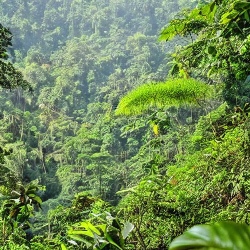 Une vue captivante de la forêt impénétrable de Bwindi, en Ouganda, un havre de paix en pleine nature sauvage, idéal pour des vacances estivales inoubliables.