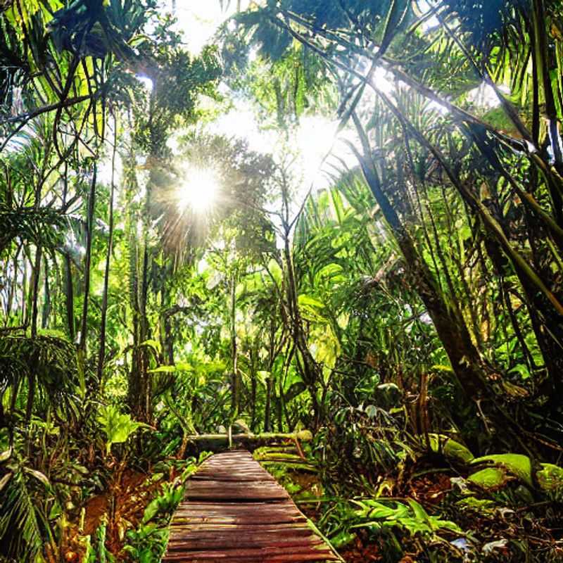 Kirindy Forest in Summer: Will My Shorts Survive the Lemurs? (A Guide to Packing for Madagascan Adventures)<h3>Madagascar's Kirindy Forest: Sun Hats, Sturdy Boots, and a Sense of Humor – Essential Packing for Your Summer Safari</h3><h3>Is Kirindy Forest Hot Stuff? A Packing List to Beat the Heat (and Maybe a Few Ghosts)</h3><h3>Packing for Paradise (and Potential Peril): Kirindy Forest's Summer Survival Guide</h3><h3>From Sunhats to Snake Boots: Your Ultimate Packing Checklist for a Kirindy Forest Summer Getaway</h3><h3>Kirindy Forest Summer Adventure: What to Pack to Keep Cool, Comfortable, and (Mostly) Bite-Free</h3><h3>Beat the Heat, Not the Beasts: The Essential Packing List for Your Kirindy Forest Summer Holiday</h3><h3>Kirindy Forest: Summer Clothing & Gear – Avoiding the Fashion Faux Pas (and the Wildlife!)</h3>