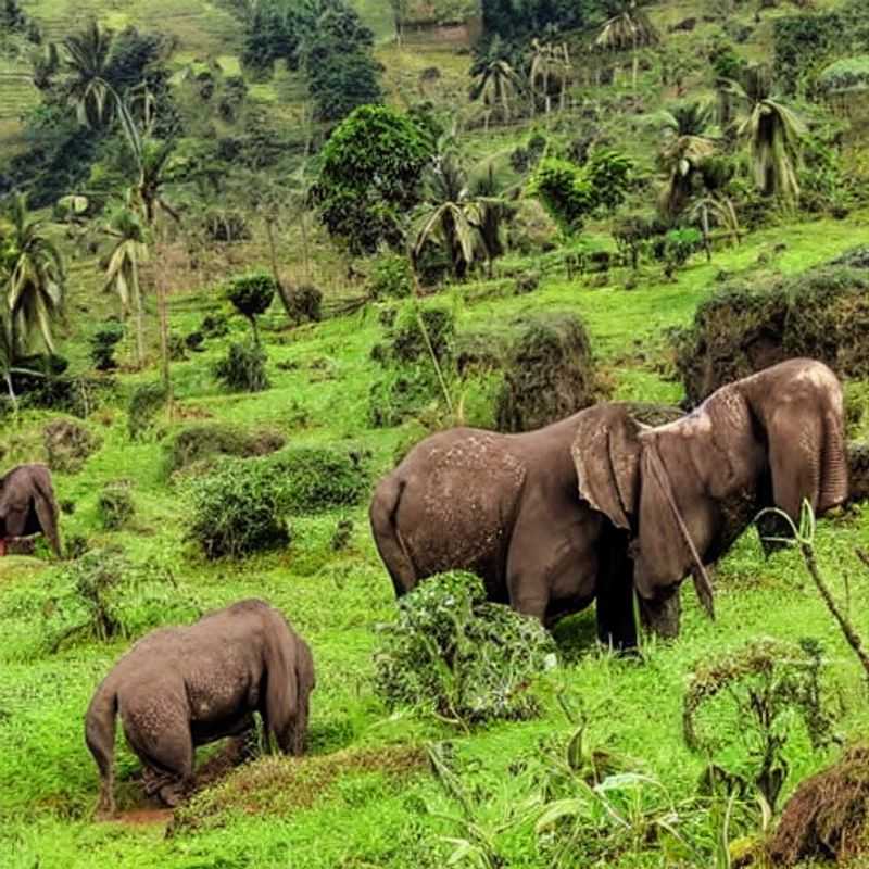 Escalando o Monte Elgon: Multidões, Aventuras e o Calor do Verão em Uganda e Quênia<h3>Monte Elgon no Verão: Fuja das Multidões (ou não!) - Um Guia para sua Aventura</h3><h3>Sol, Montanhas e... Turistas? Desvendando o Monte Elgon na Alta Temporada</h3><h3>Elgon no Verão: Aventura Garantida, Multidões Gerenciáveis? Minha Experiência!</h3><h3>Monte Elgon: Um Refúgio de Verão? A Realidade das Multidões e a Magia das Trilhas</h3><h3>Descubra o Monte Elgon no Verão: Um Balanço Entre Aventura e Tranquilidade</h3><h3>Trilhas, Vistas e Turistas: Planeando sua Viagem ao Monte Elgon no Verão</h3><h3>Monte Elgon: Paraíso Perdido ou Paraíso Lotado? A Verdade Sobre o Verão</h3><h3>Conquistando o Monte Elgon: Dicas para Evitar as Multidões no Verão</h3><h3>O Monte Elgon no Verão: Uma Aventura para Todas as Energias (e Níveis de Multidão!)</h3>