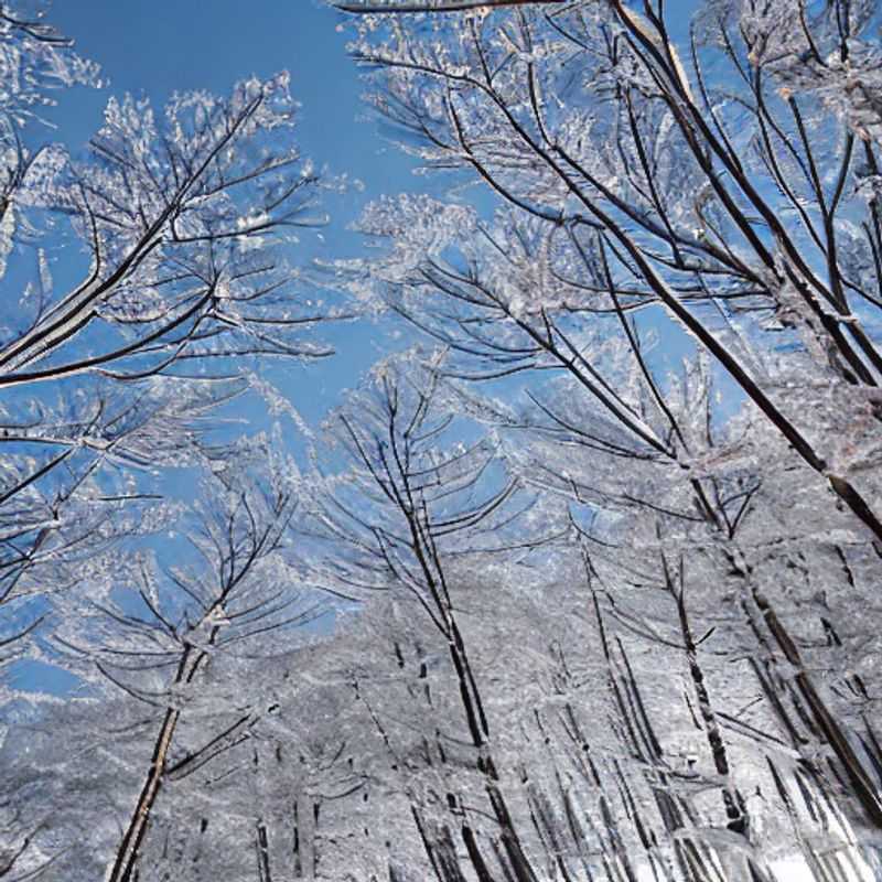 Spring break fun in Yongpyong! Colorful ski gear pops against the lush green slopes, a perfect backdrop for a day of adventure and laughter.