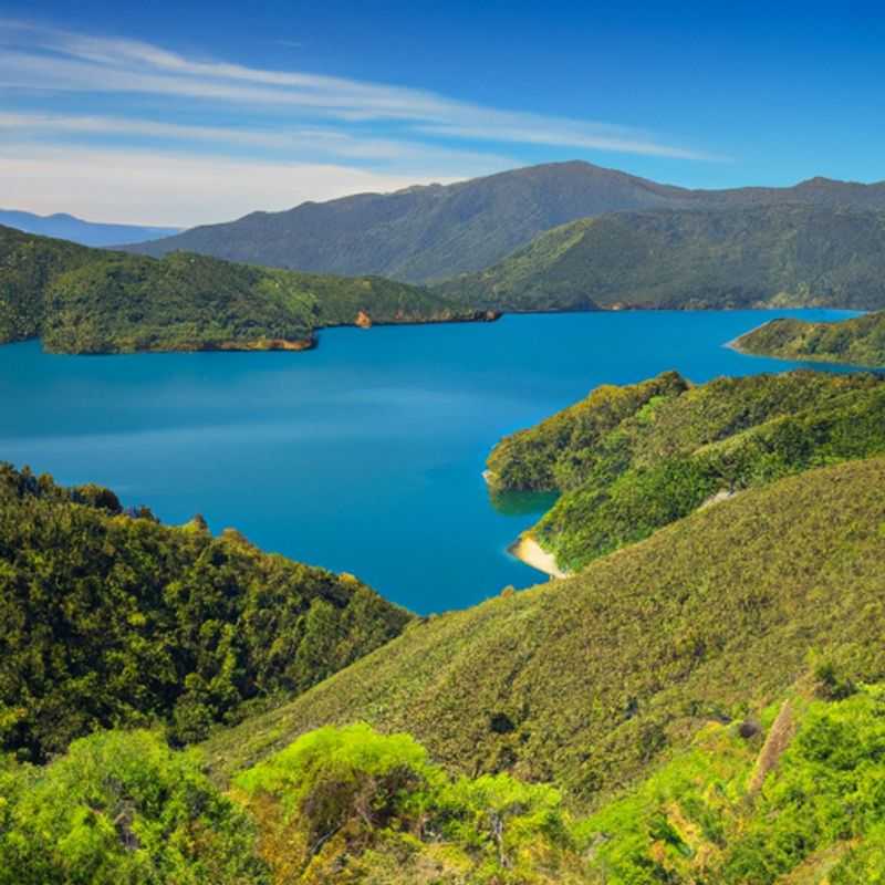 Observación de aves nativas en Queen Charlotte Track, Nueva Zelanda, durante el verano