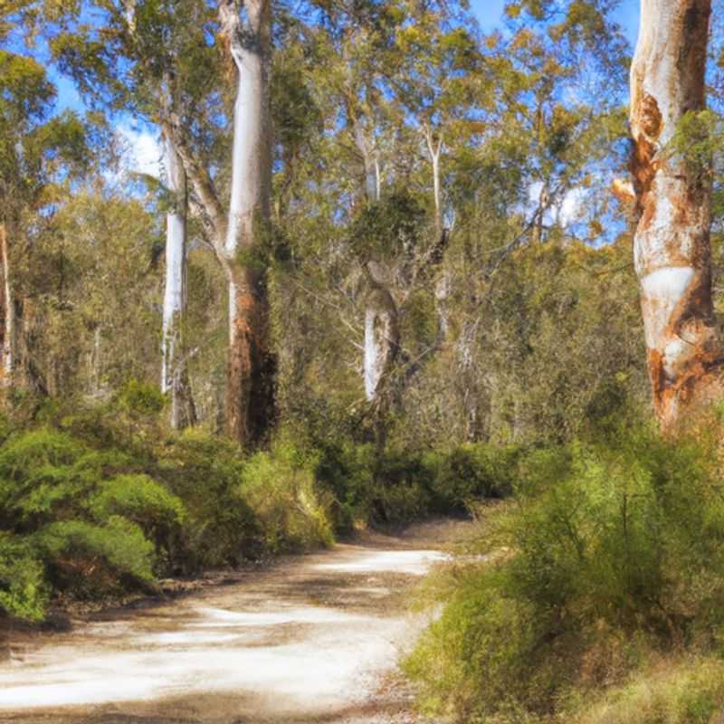Marvel at the Winter Splendor of Walpole&#44; an Enchanted Realm on the Bibbulmun Track