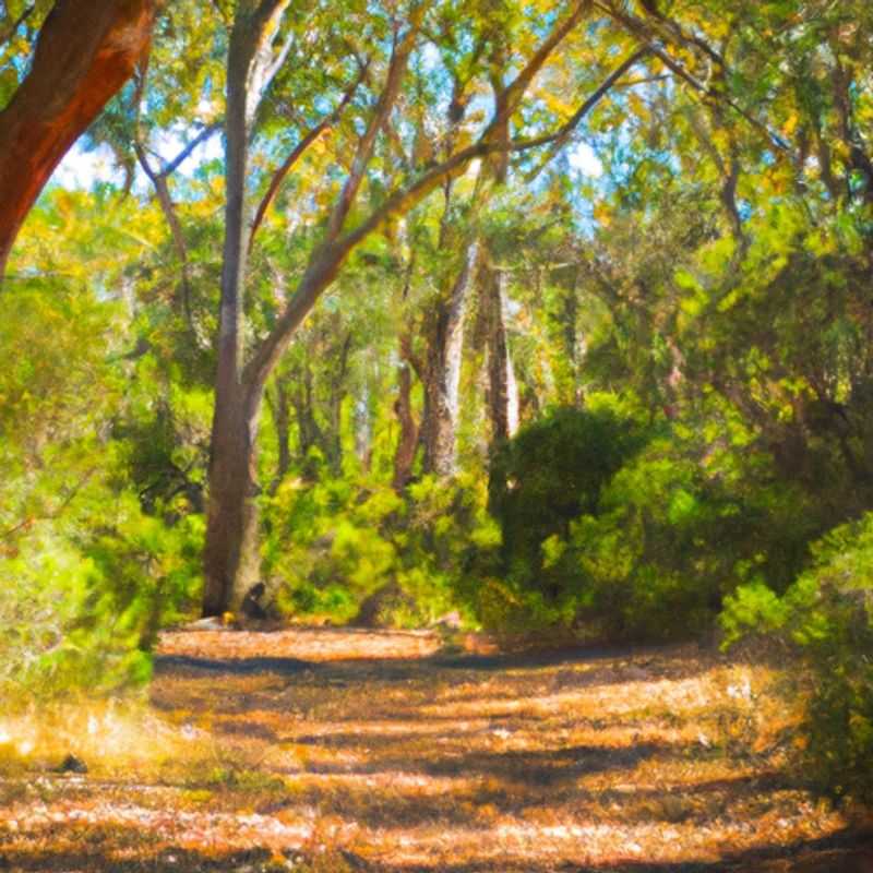 A lone hiker traverses the serpentine Bibbulmun Track, a ribbon of adventure winding through the pristine wilderness of Western Australia. This image captures the spirit of solo travel, embracing the solitude and serenity of nature's embrace during a 2-week winter journey.