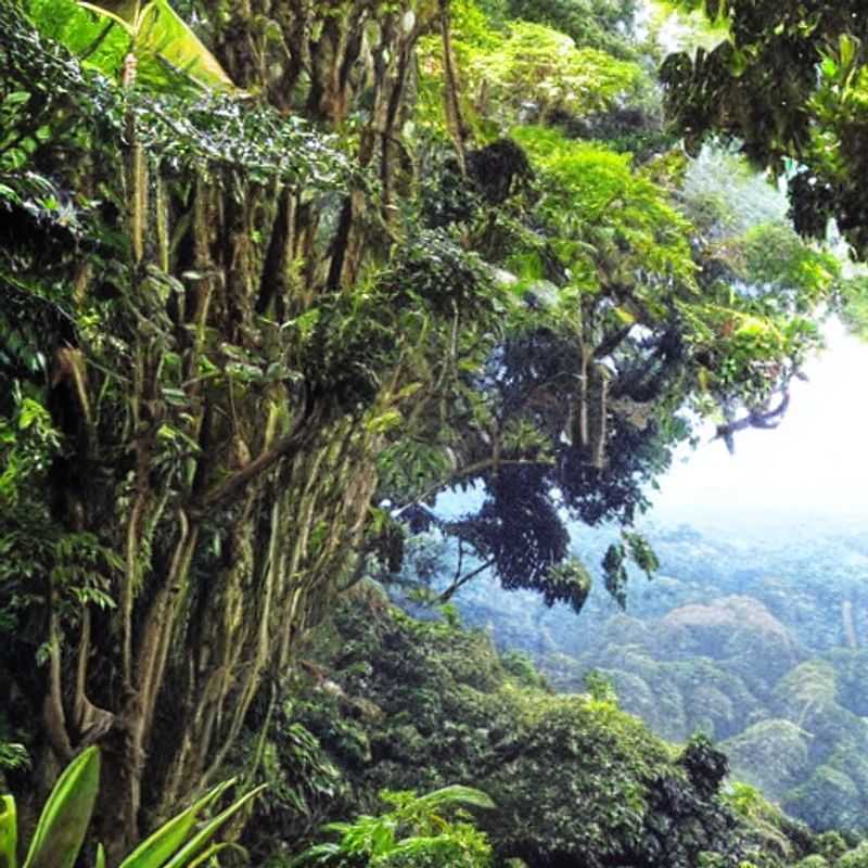Monteverde in the Summer: Sun-Kissed Adventures in the Cloud Forest!<h3>Is Monteverde, Costa Rica Right for YOUR Summer Getaway? (Spoiler Alert: Probably!)</h3><h3>Sunshine and Cloud Forests: Your Ultimate Guide to a Summer Escape in Monteverde</h3><h3>Beat the Heat: Why Monteverde is a Perfect Summer Destination in Costa Rica</h3><h3>Discovering Monteverde's Hidden Gems: A Summer Adventure Awaits!</h3><h3>Monteverde Summer: More Than Just a Vacation, It's an Experience!</h3><h3>Beyond the Tourist Trail: Unveiling the Magic of Monteverde in Summer</h3><h3>Your Summer Escape to Monteverde: A Costa Rican Dream Come True</h3><h3>Monteverde's Summer Surprise: Activities, Adventures, and Unforgettable Memories</h3><h3>Planning Your Perfect Summer Trip to Monteverde: Tips, Tricks, and Hidden Paradises</h3>